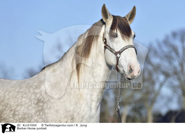 Berber Horse portrait / KJ-01004