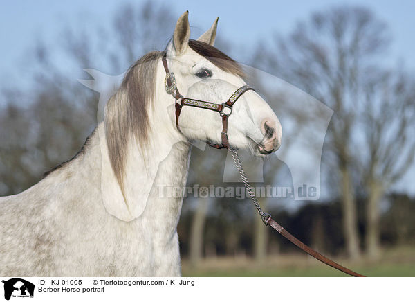 Berber Horse portrait / KJ-01005