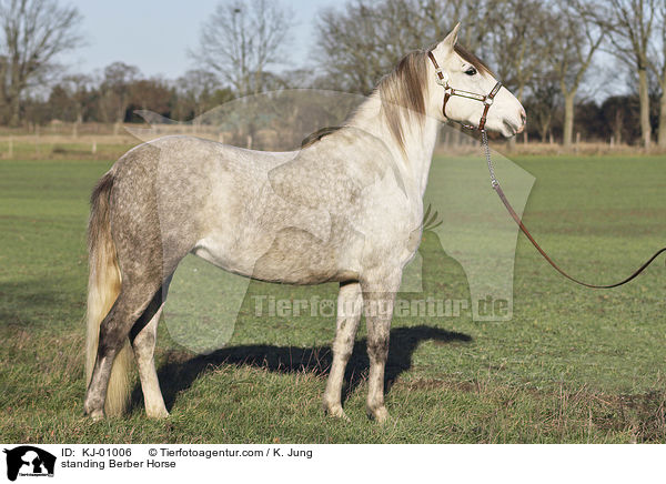 standing Berber Horse / KJ-01006