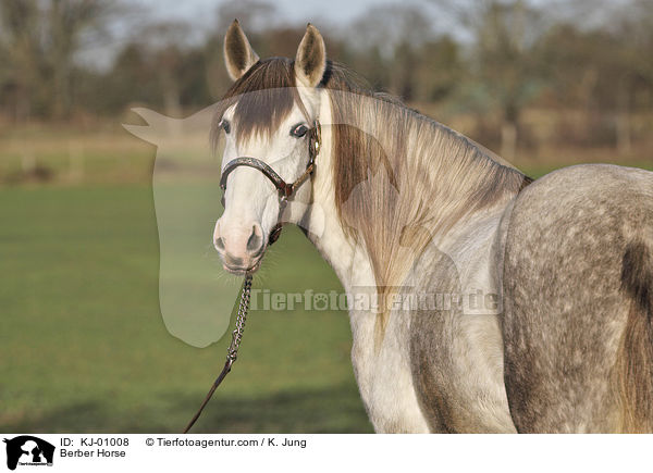 Berber Horse / KJ-01008