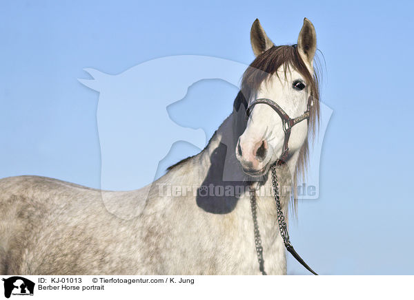 Berber Horse portrait / KJ-01013