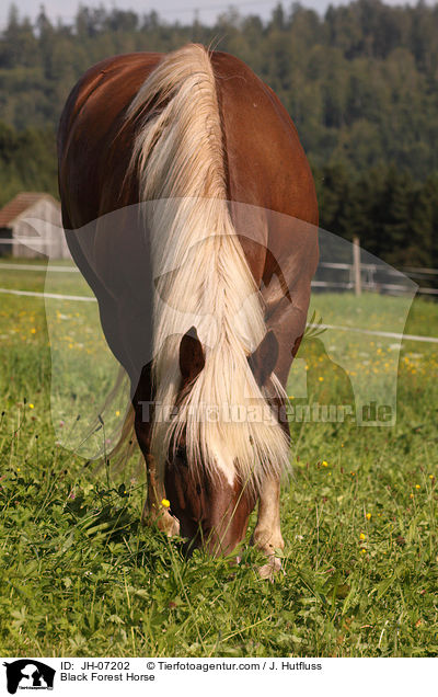 Black Forest Horse / JH-07202