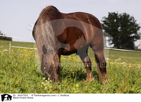 Black Forest Horse / JH-07203