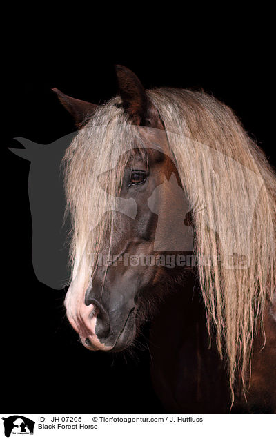 Black Forest Horse / JH-07205