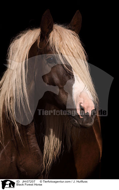 Black Forest Horse / JH-07207