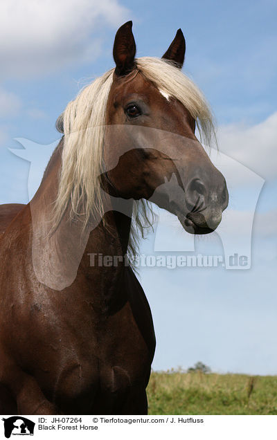 Black Forest Horse / JH-07264