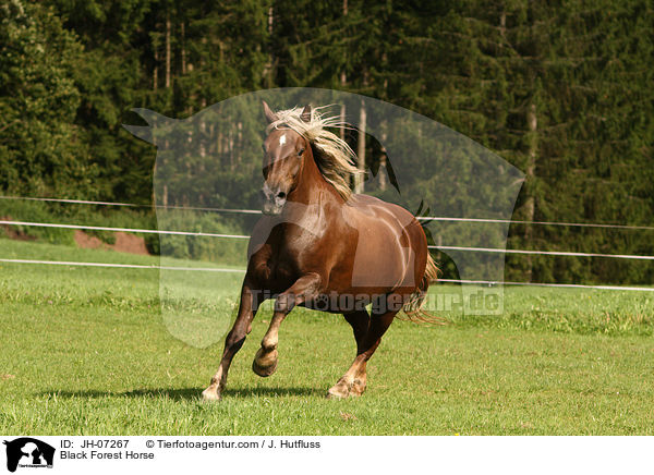 Black Forest Horse / JH-07267