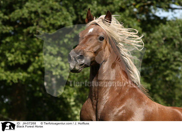 Black Forest Horse / JH-07268