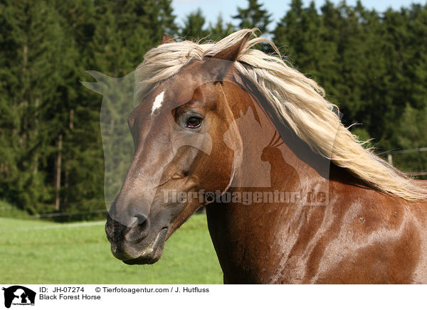 Black Forest Horse / JH-07274