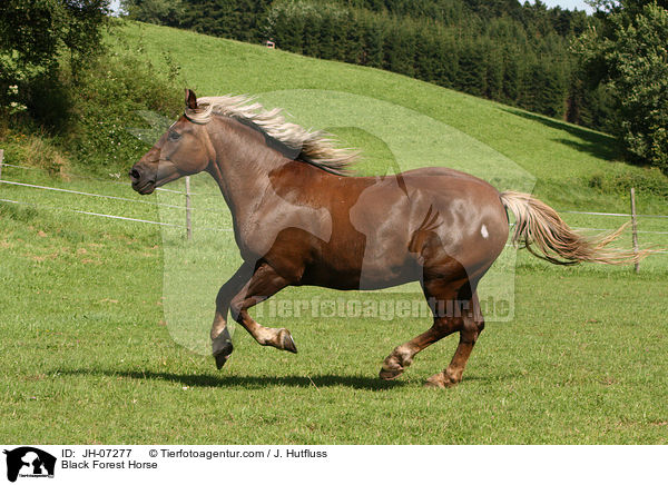 Black Forest Horse / JH-07277