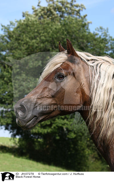 Black Forest Horse / JH-07278