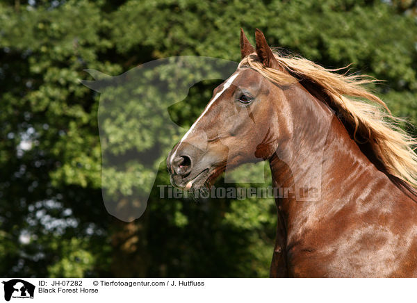 Black Forest Horse / JH-07282