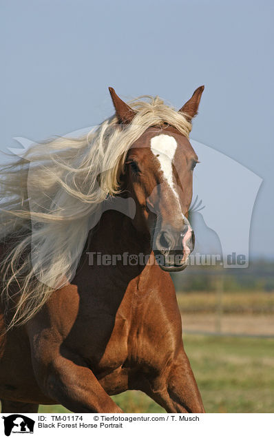 Black Forest Horse Portrait / TM-01174