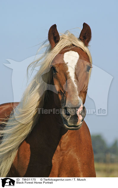 Black Forest Horse Portrait / TM-01175