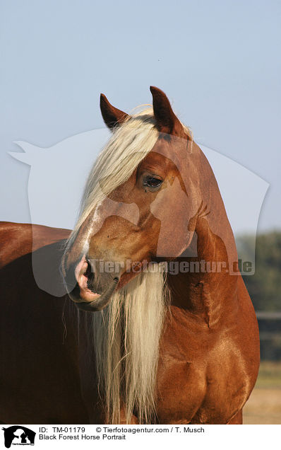 Black Forest Horse Portrait / TM-01179