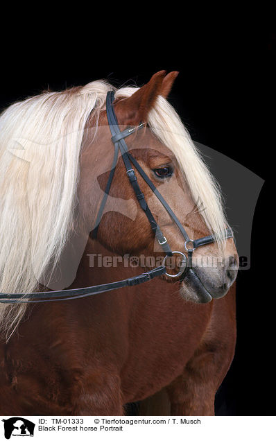 Black Forest horse Portrait / TM-01333