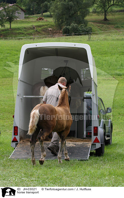 horse transport / JH-03021