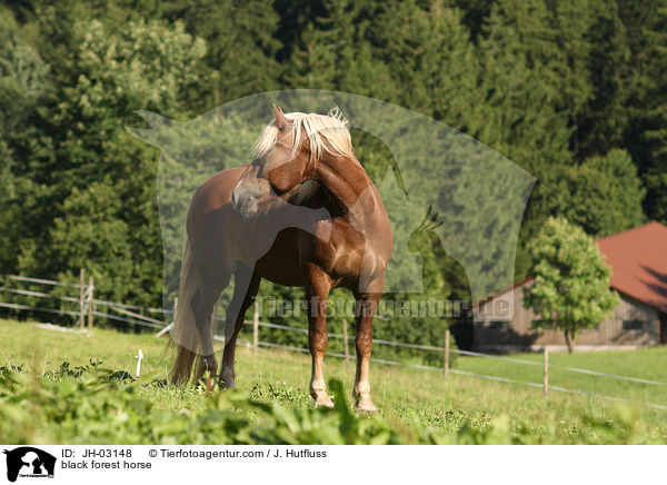 black forest horse / JH-03148