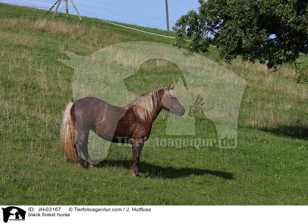 black forest horse / JH-03167