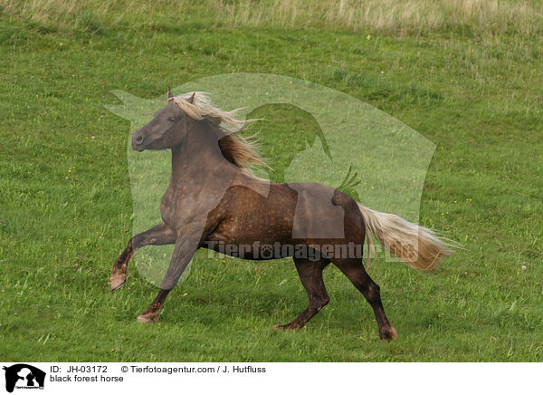 black forest horse / JH-03172