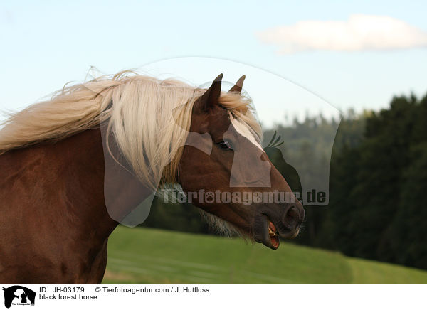 black forest horse / JH-03179