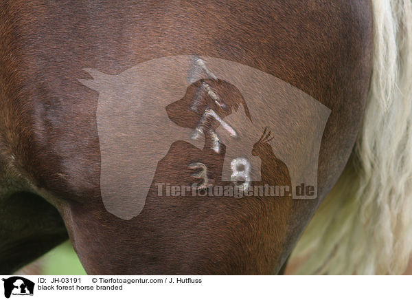 black forest horse branded / JH-03191
