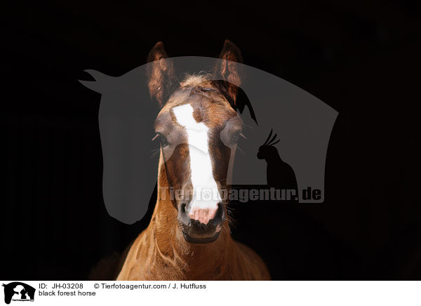 black forest horse / JH-03208