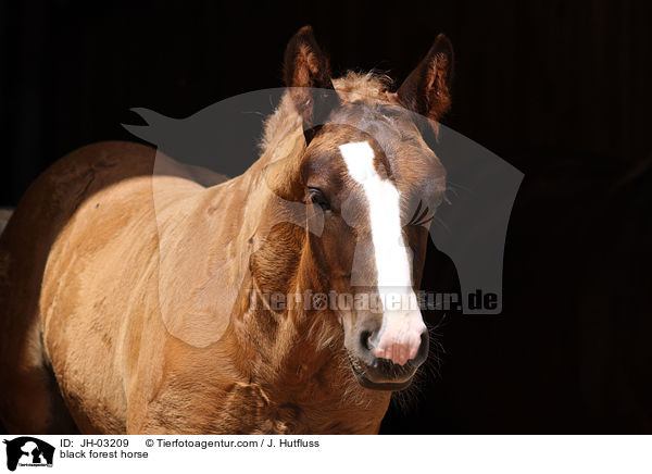 black forest horse / JH-03209