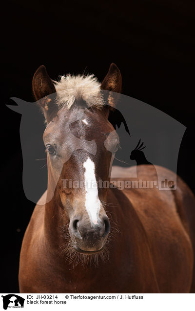 black forest horse / JH-03214