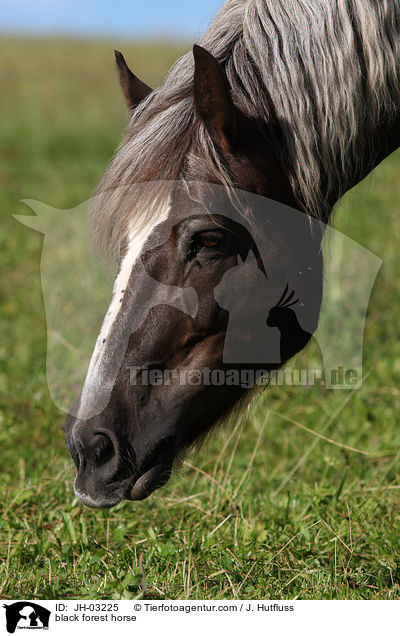 black forest horse / JH-03225