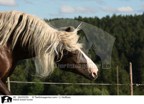 black forest horse / JH-03230