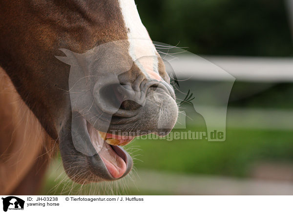 yawning horse / JH-03238