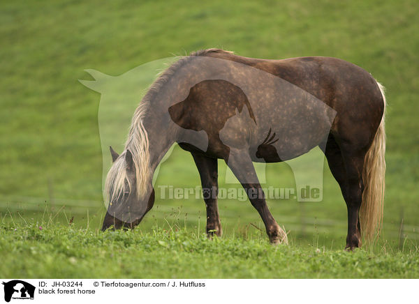 black forest horse / JH-03244