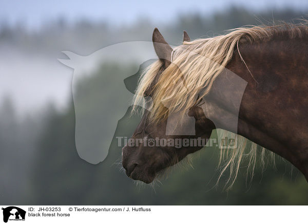 black forest horse / JH-03253