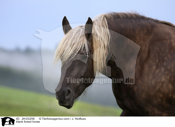 black forest horse / JH-03256