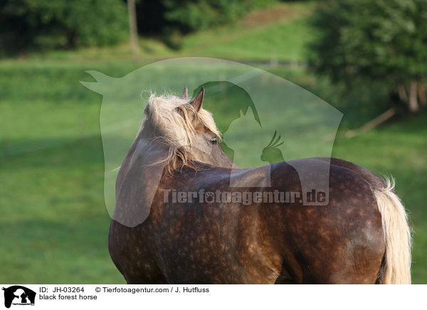 black forest horse / JH-03264