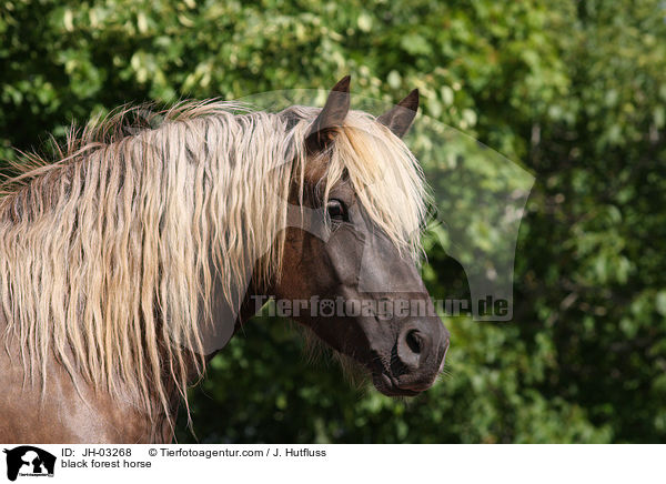 black forest horse / JH-03268