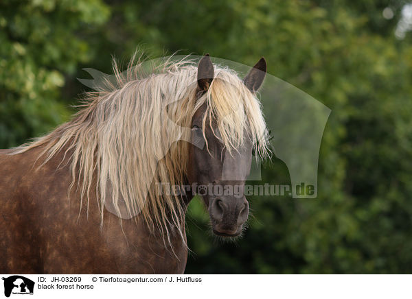 black forest horse / JH-03269