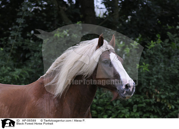 Black Forest Horse Portrait / AP-06589