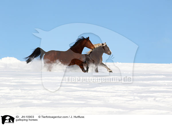 galloping horses / JH-10903