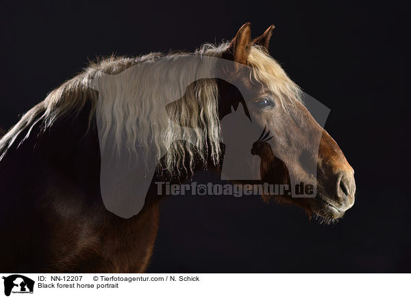 Black forest horse portrait / NN-12207