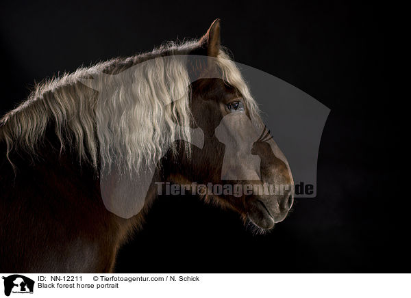 Black forest horse portrait / NN-12211