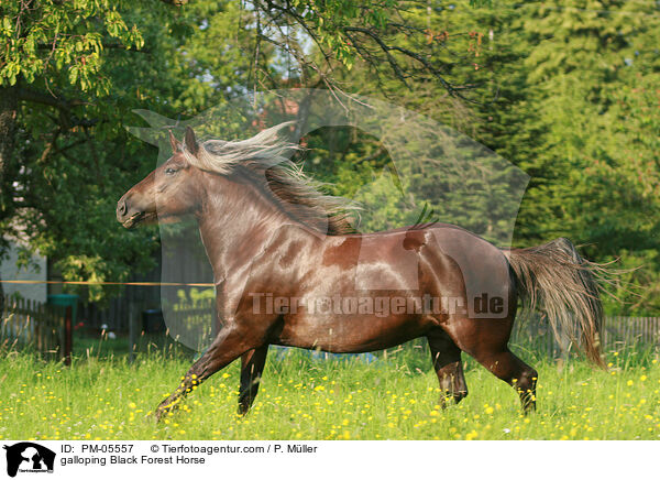 galloping Black Forest Horse / PM-05557