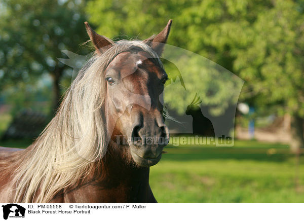 Black Forest Horse Portrait / PM-05558