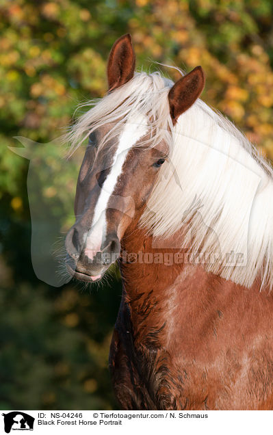 Black Forest Horse Portrait / NS-04246