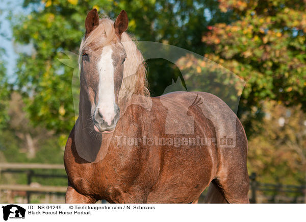 Black Forest Horse Portrait / NS-04249