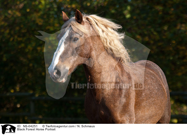 Black Forest Horse Portrait / NS-04251