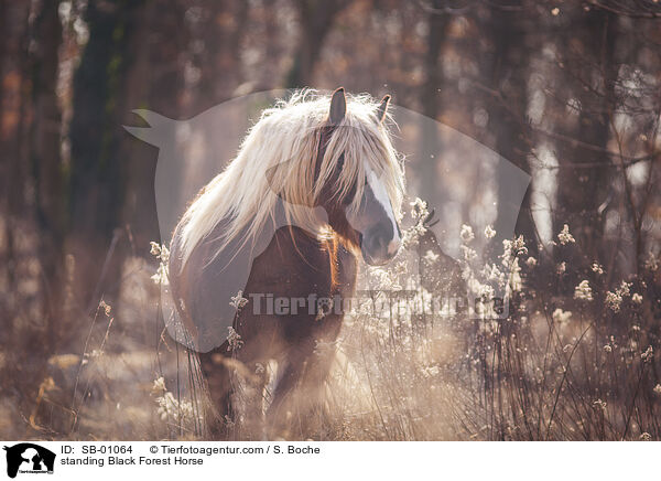 standing Black Forest Horse / SB-01064