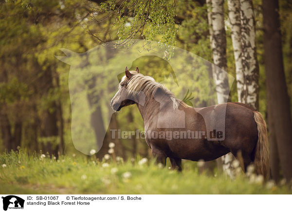 standing Black Forest Horse / SB-01067