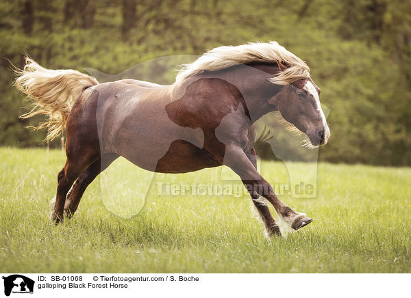 galloping Black Forest Horse / SB-01068